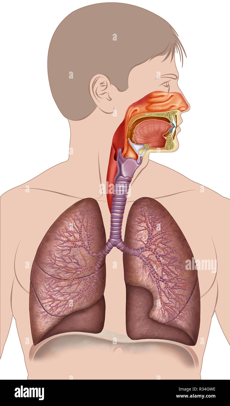 sistema respiratorio Stock Photo