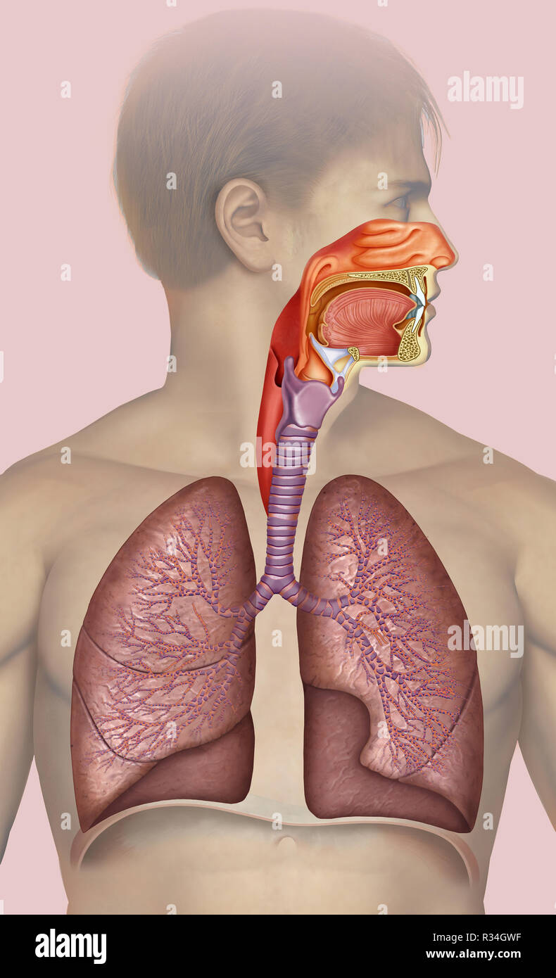 Aparato respiratorio humano Stock Photo