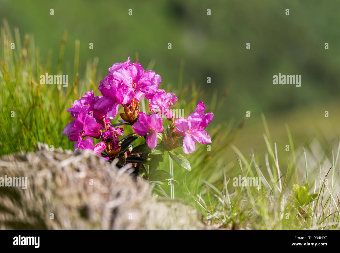 Alpine wild rose mountain hi-res stock photography and images - Alamy