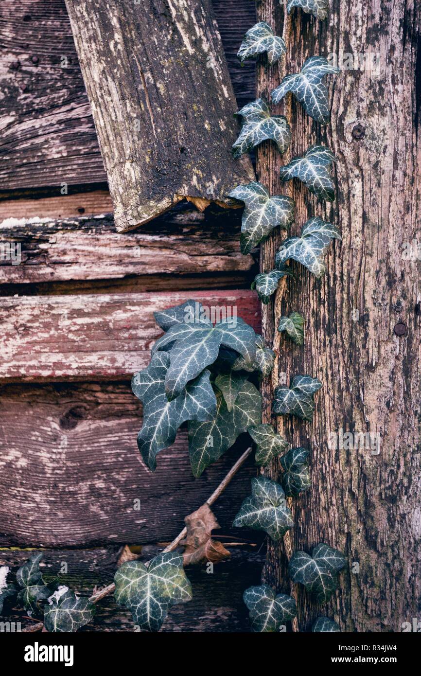Vines growing old fence hi-res stock photography and images - Alamy