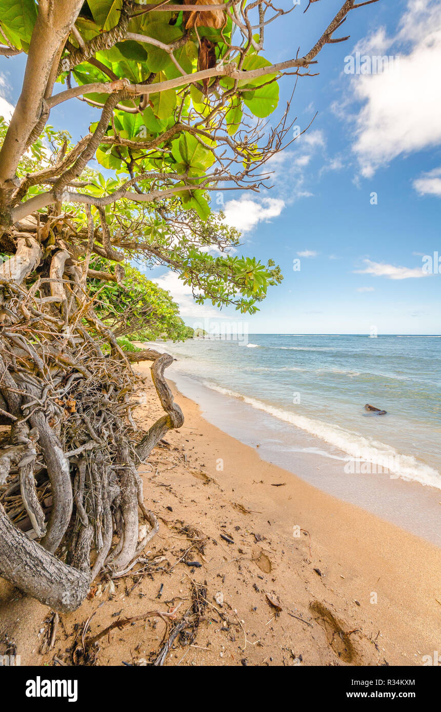 Roots from trees showing along a beach in Kauai, Hawaii Stock Photo Alamy