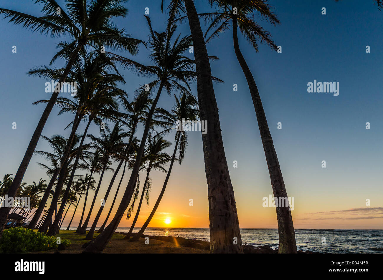 Palm trees along the beach in Kapaa, Kauai, Hawaii, USA during sunrise