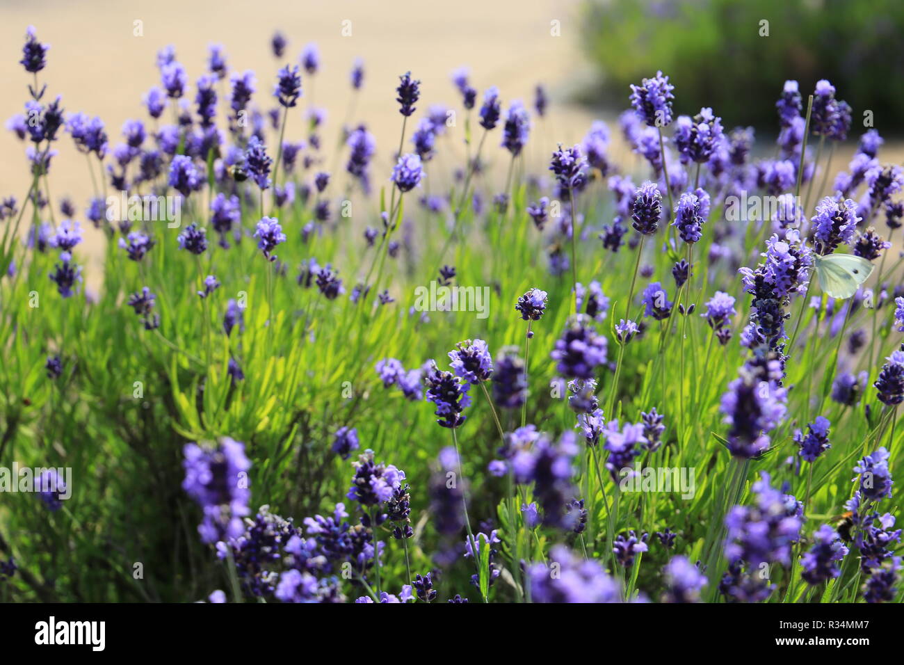 Lavender flowers blooming. Purple field flowers background Stock Photo