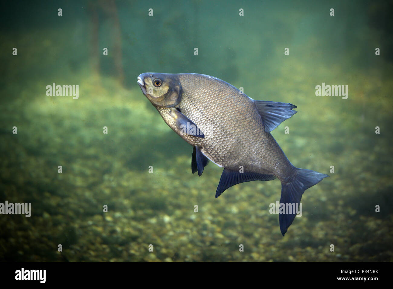 Freshwater fish bream Stock Photo - Alamy