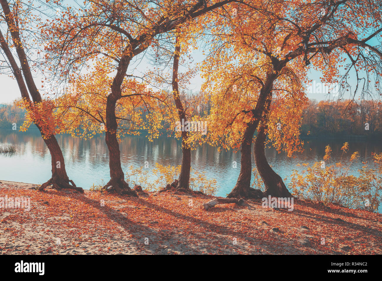 Autumn landscape. The tree with yellow leaves on the river bank Stock ...