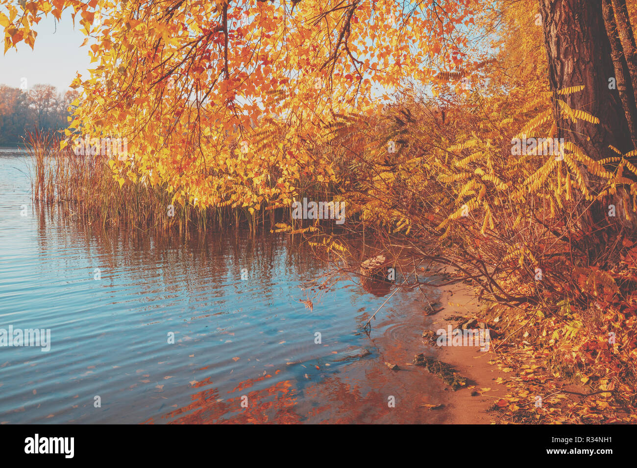 Autumn landscape. The tree bent branches with yellow leaves above the river Stock Photo