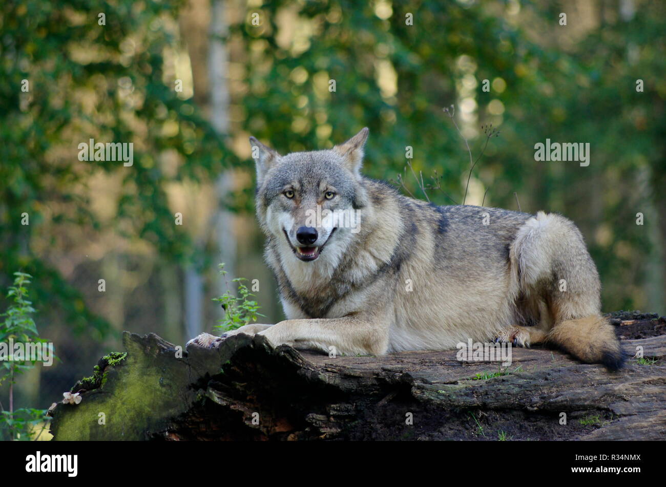 wolf pack Stock Photo