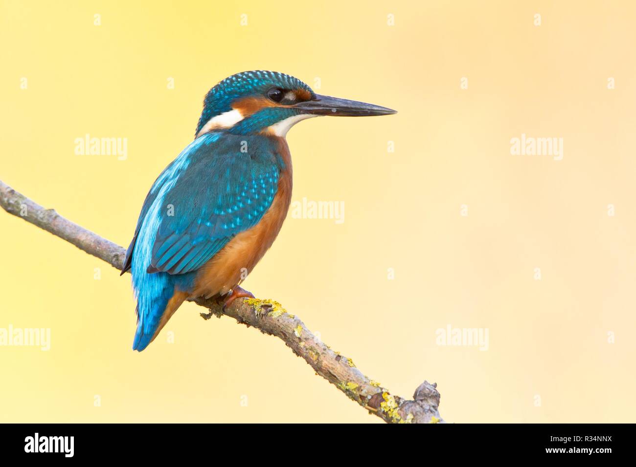 kingfisher Stock Photo