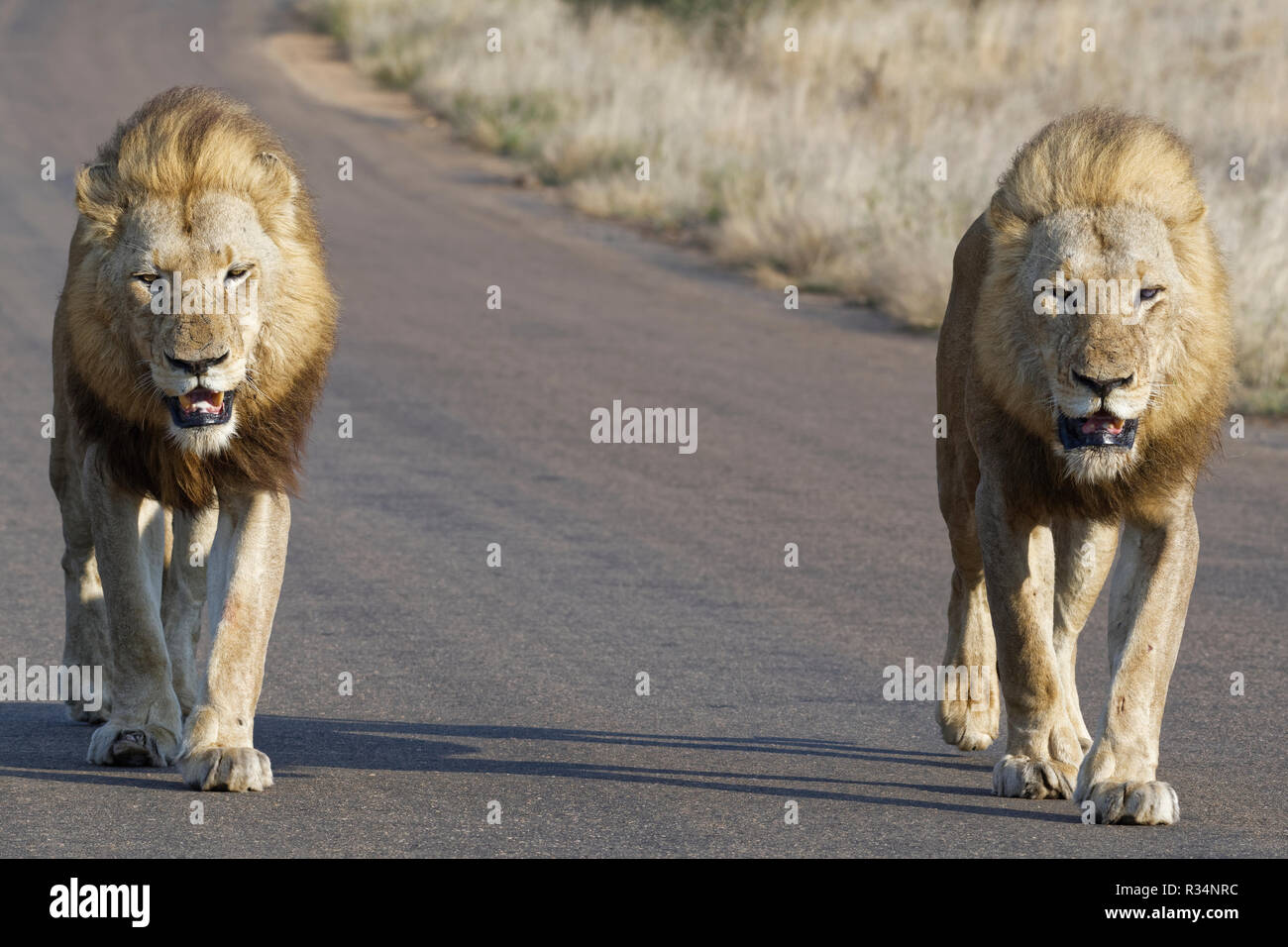 African lions (Panthera leo), two adult males, one of them half blind, walking side by side on a tarred road, Kruger National Park, South Africa Stock Photo