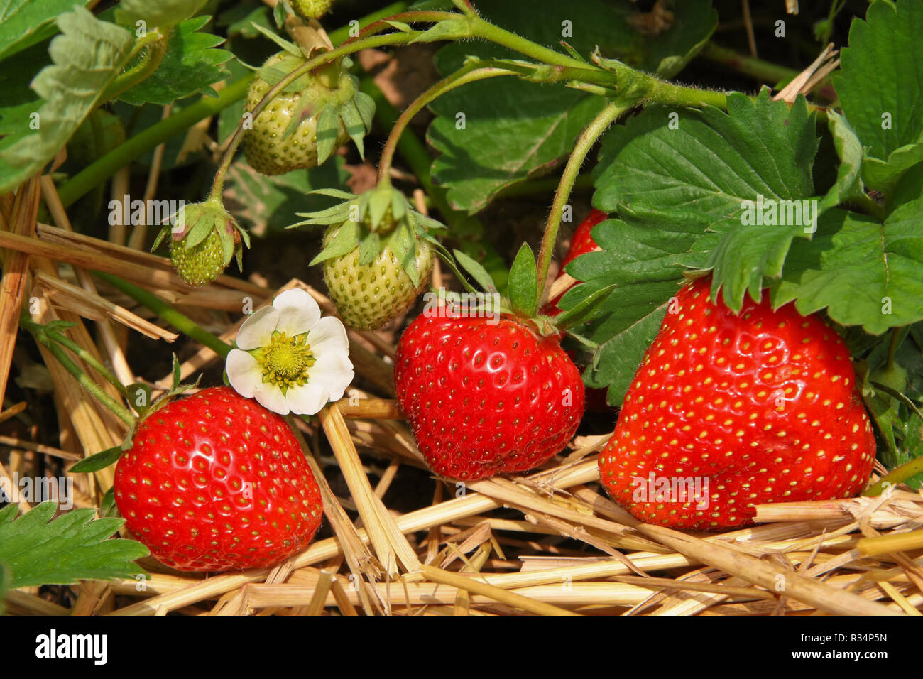 Erdbeerstrauch hires stock photography and images Alamy