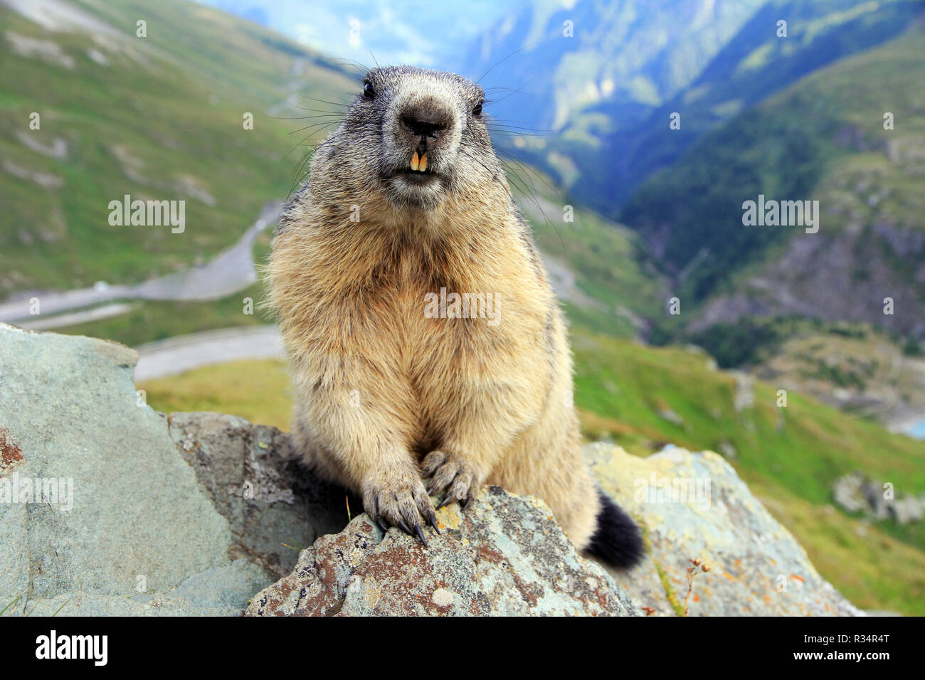 marmot in the mountains Stock Photo
