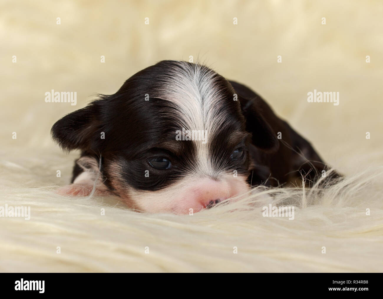 havanese puppy 14 days old Stock Photo