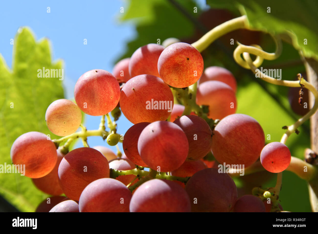 grapes at the vine Stock Photo