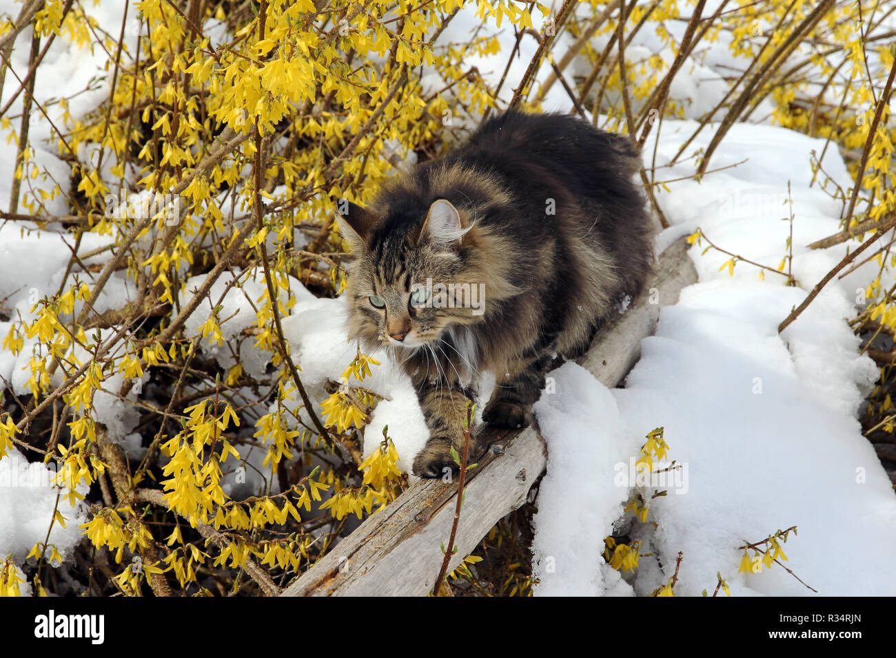 a norwegian forest cat likes to climb Stock Photo Alamy