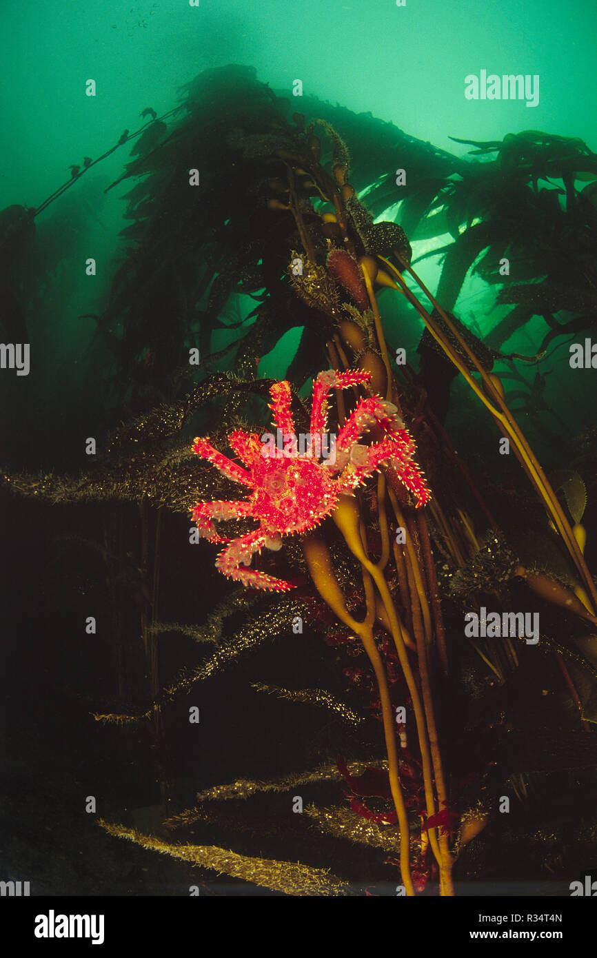 Antarctic King crab (Lithodes santolla) at Kelp forest, Tierra del Fuego, Argentinia Stock Photo