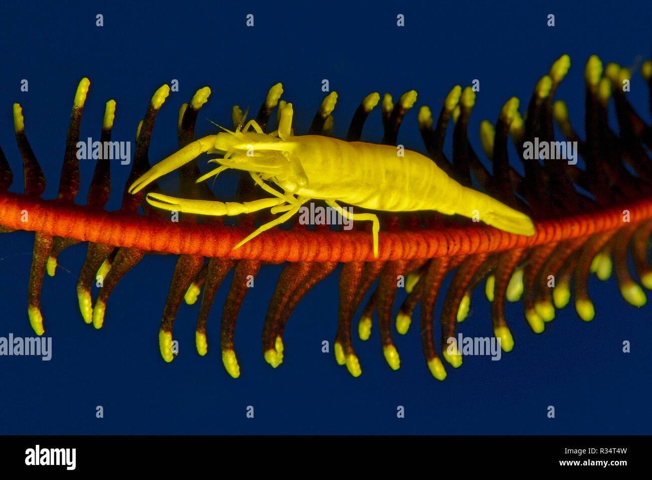 Crinoid Shrimp or Feather star shrimp (Periclimenes amboinensis), Walindi, Papua New Guinea Stock Photo