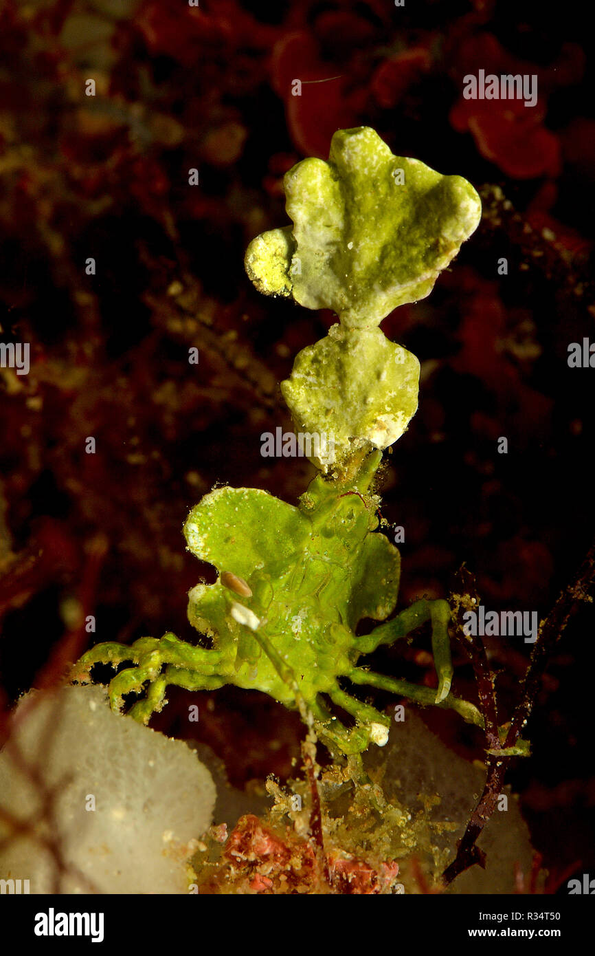 Halimeda-Spinnenkrabbe (Huenia heraldica), Walindi, Papua Neu Guinea