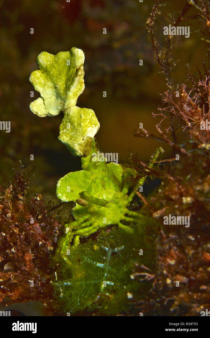 Halimeda-Spinnenkrabbe (Huenia heraldica), Walindi, Papua Neu Guinea