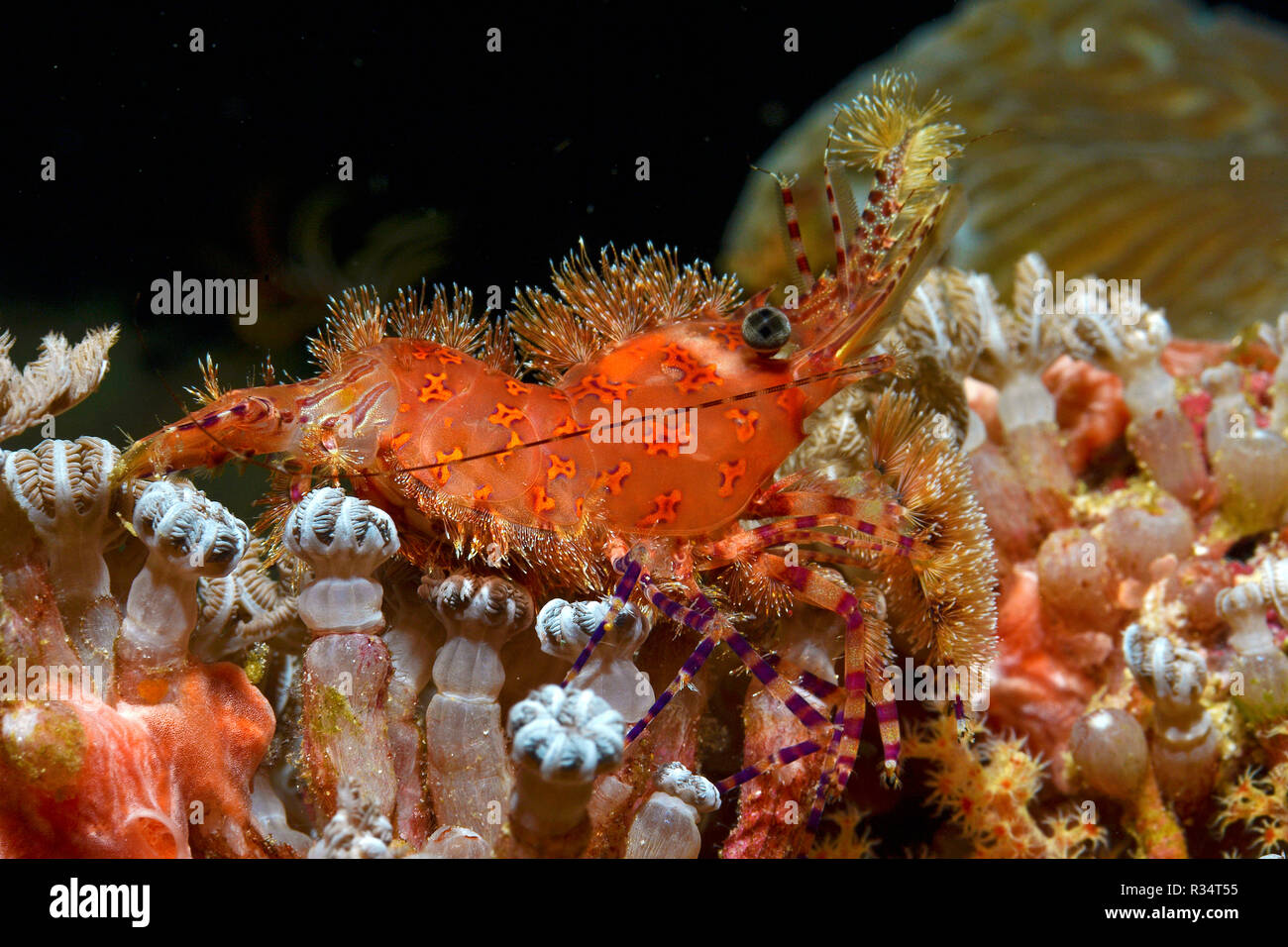 Marble shrimp (Saron marmoratus), Witu, West New Britain, Papua New Guinea, Pacific Ocean Stock Photo