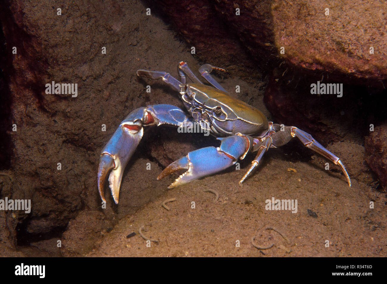 Malawi blue crab (Potamonautes orbitospinus), endemic in Malawi lake, Malawi, East Africa, Africa Stock Photo