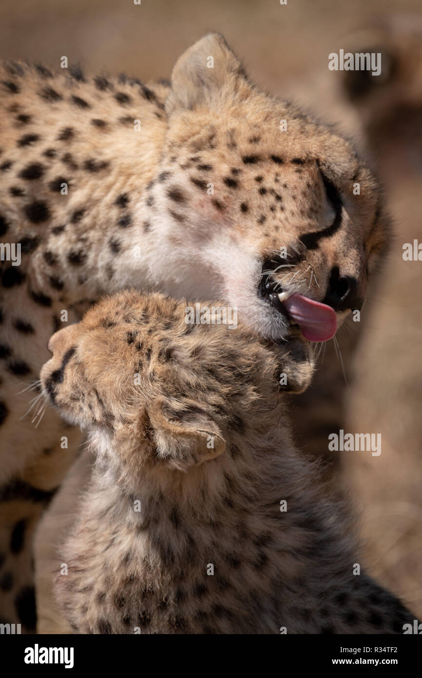 Close-up of cub being licked by cheetah Stock Photo