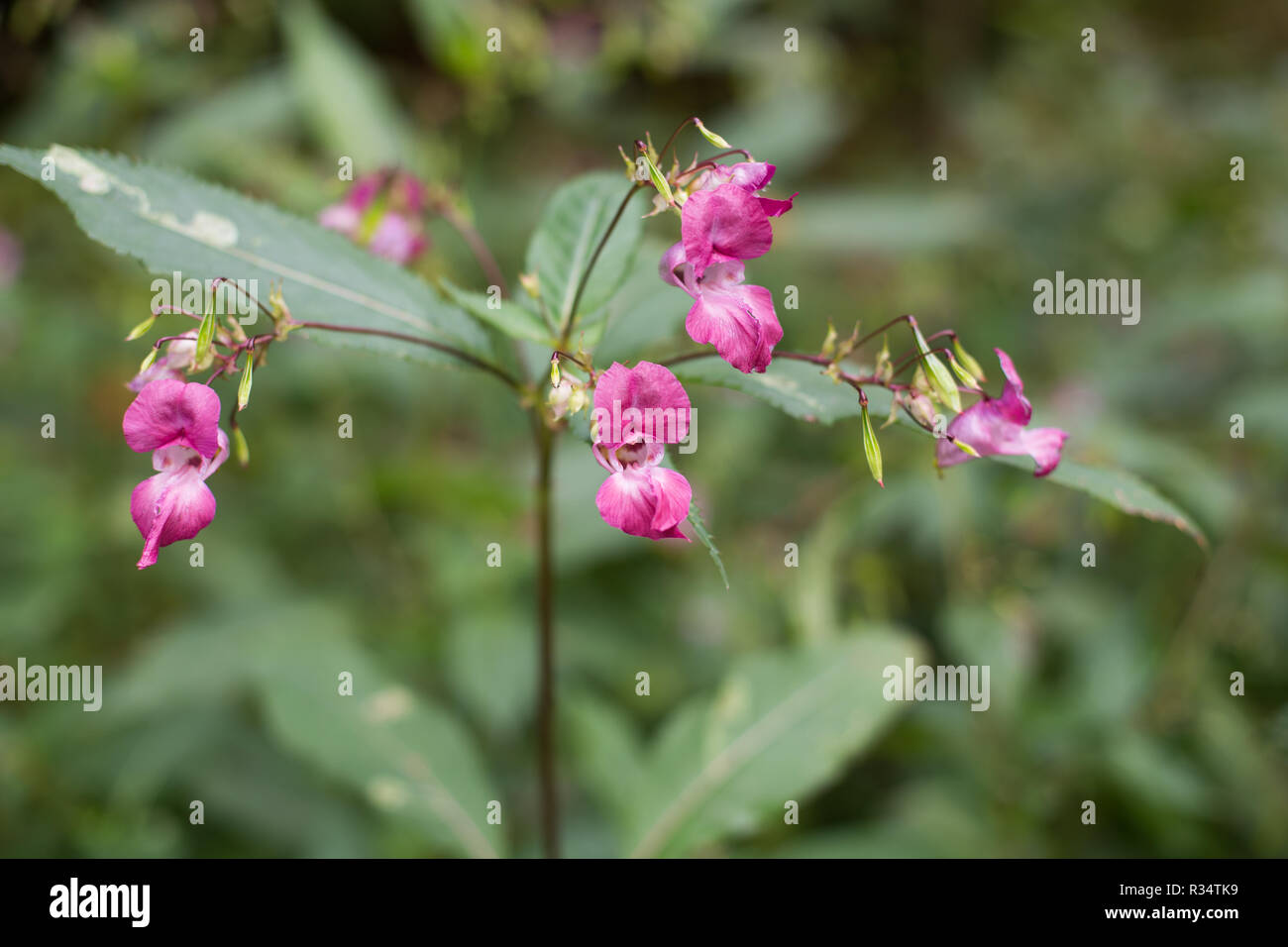 himalayan balsam (impatiens glandulifera) Stock Photo