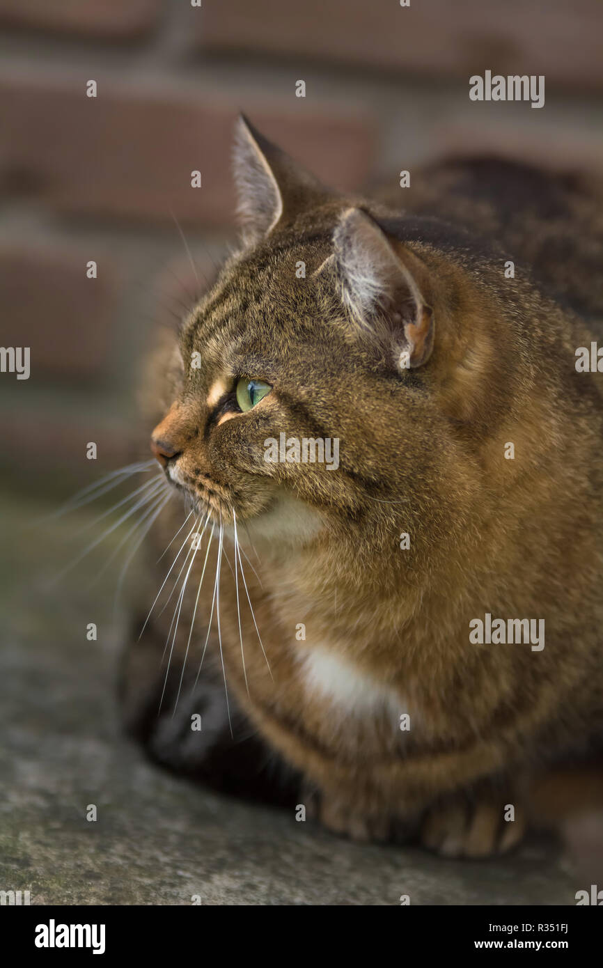 black tabby cat wow pet black tabby cat wow pet