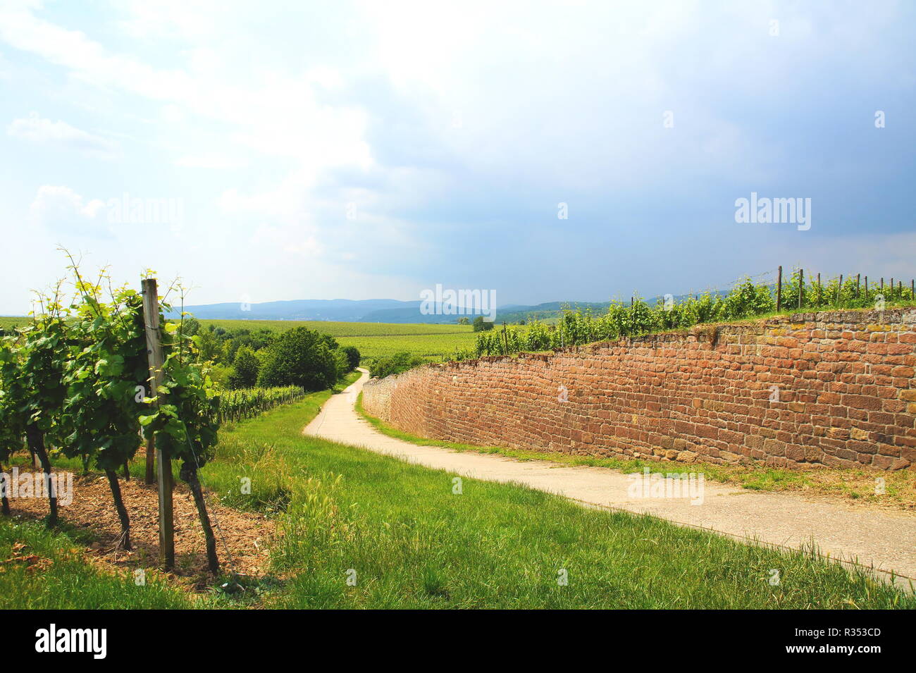 landscape of vines near herxheimrn Stock Photo