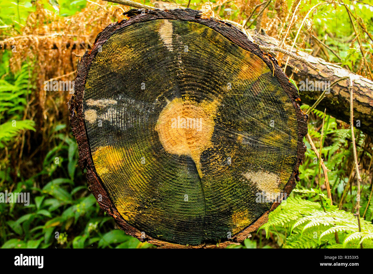 Fallen trees in Scotland Stock Photo