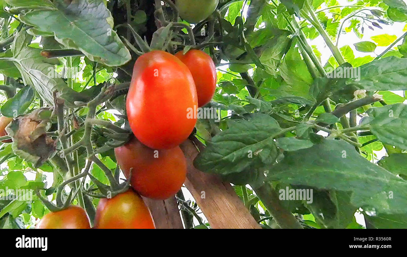 Tomatoes hang and ripen on a branch in a greenhouse Stock Photo - Alamy