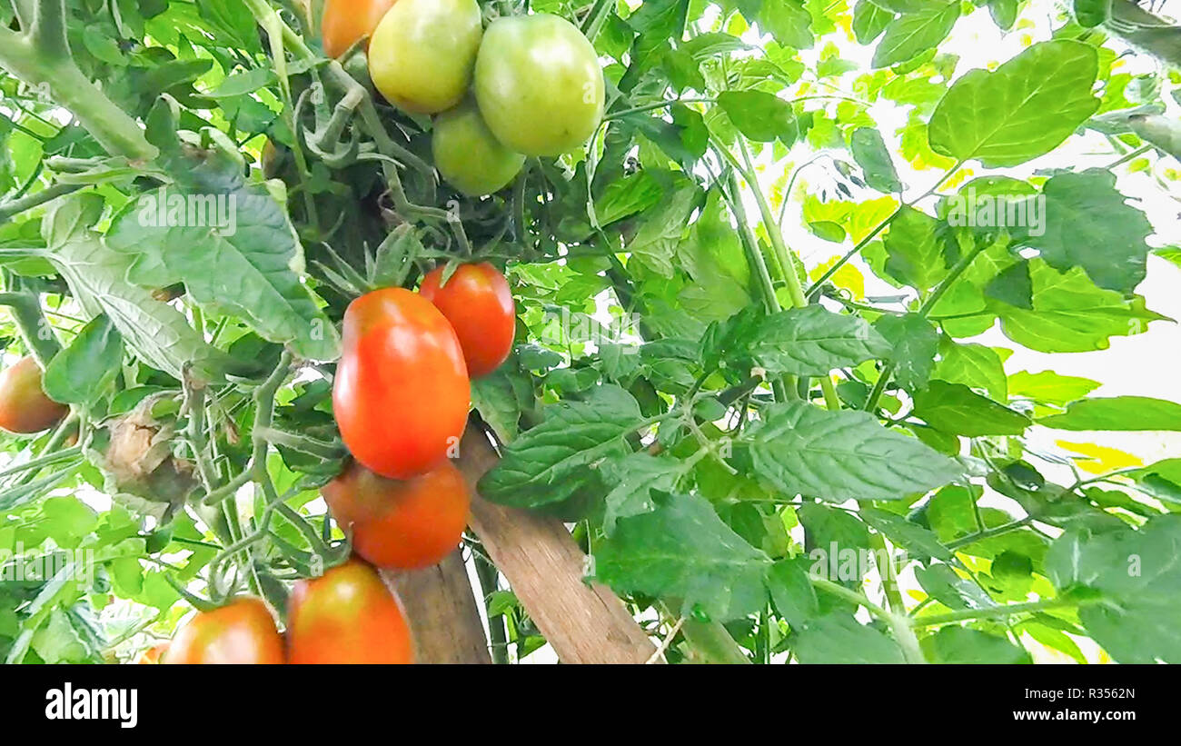 Tomatoes hang and ripen on a branch in a greenhouse Stock Photo - Alamy