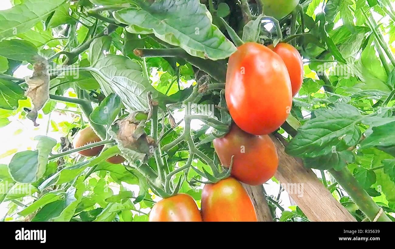 Tomatoes hang and ripen on a branch in a greenhouse Stock Photo - Alamy
