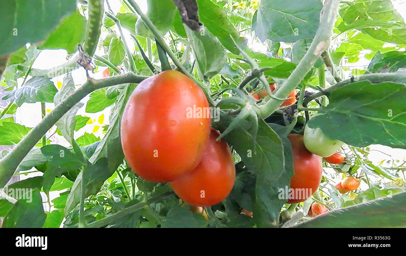 Tomatoes hang and ripen on a branch in a greenhouse Stock Photo - Alamy