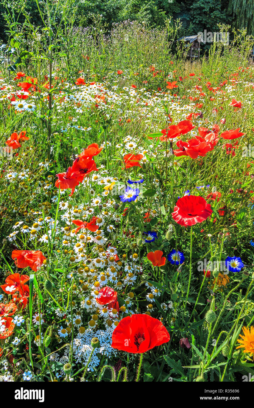 forest meadow with wildflowers Stock Photo