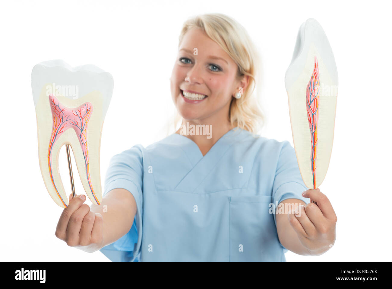 tooth structure Stock Photo