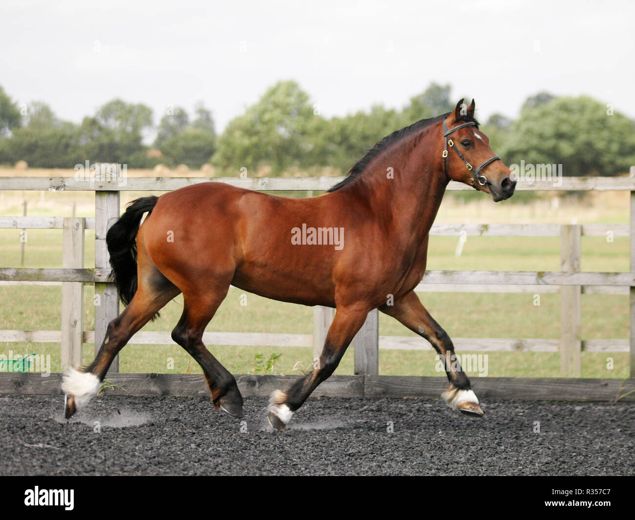Welsh section d hires stock photography and images Alamy