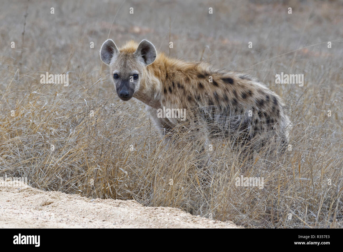Spotted hyena or Laughing hyena (Crocuta crocuta), cub, standing on the edge of a dirt road, Kruger National Park, South Africa, Africa Stock Photo