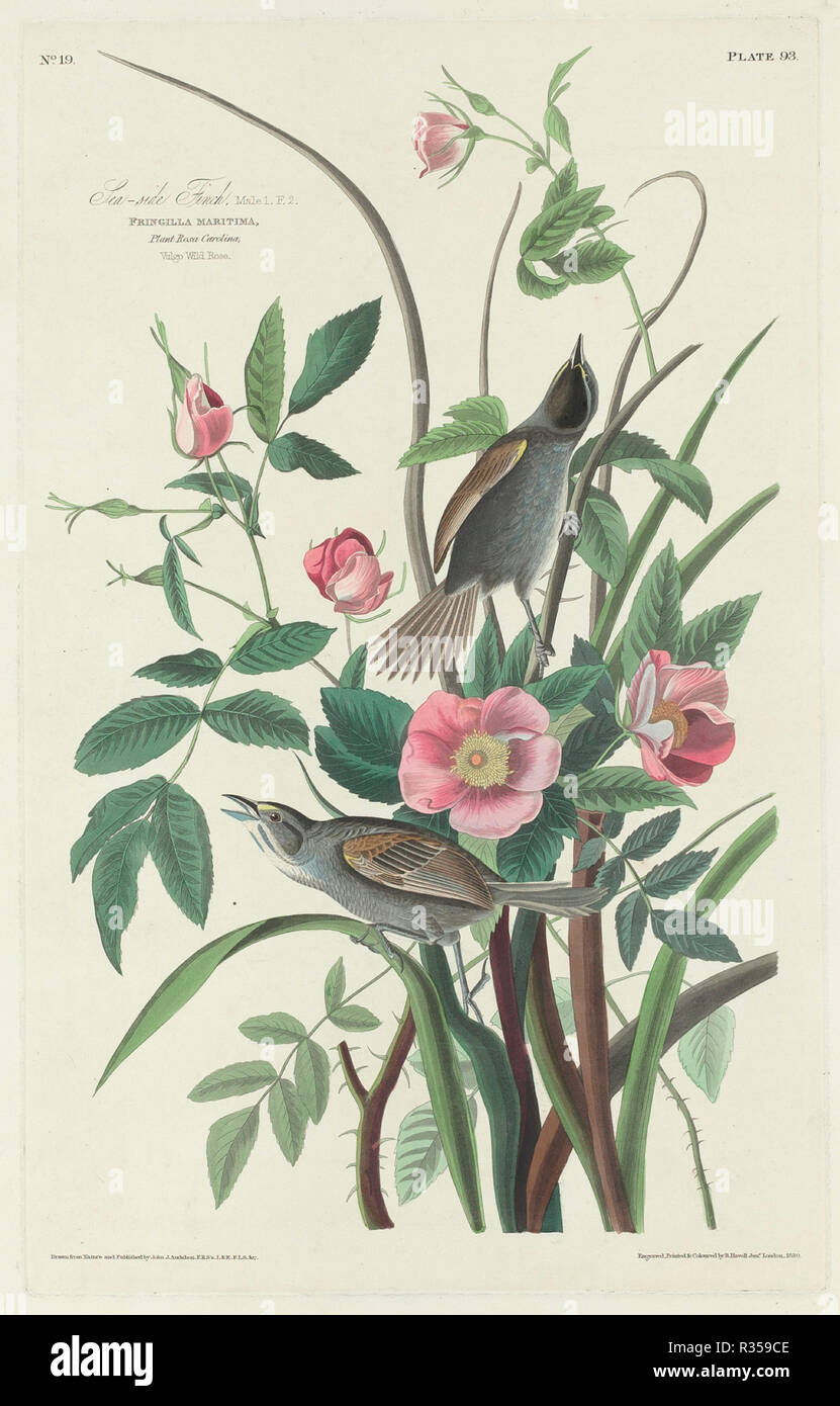 Sea-side Finch. Dated: 1830. Medium: hand-colored etching and aquatint on Whatman paper. Museum: National Gallery of Art, Washington DC. Author: Robert Havell after John James Audubon. Stock Photo