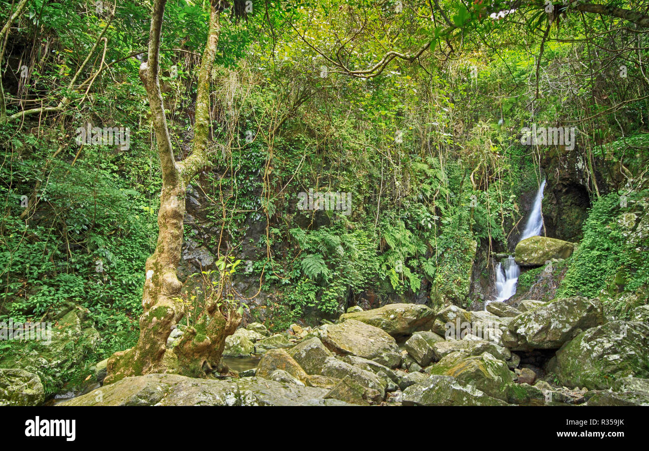 temperate-rainforest-appalachian-hi-res-stock-photography-and-images