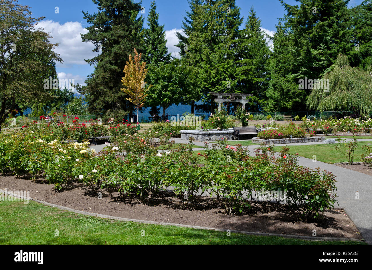Centennial rose garden in Burnaby Mountain Park. Burnaby, British Columbia, Canada Stock Photo