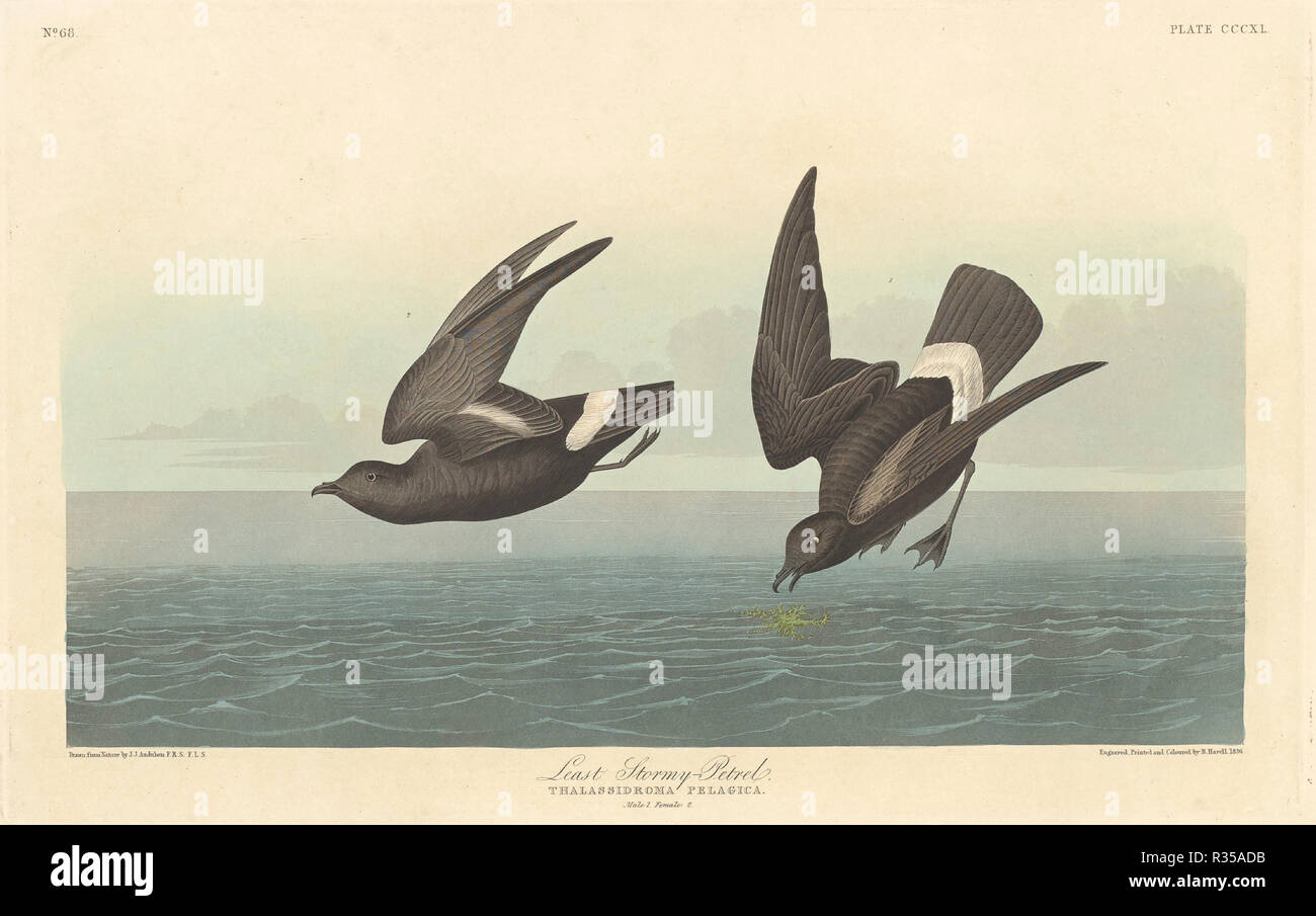 Least Stormy Petrel. Dated: 1836. Medium: hand-colored etching and aquatint on Whatman paper. Museum: National Gallery of Art, Washington DC. Author: Robert Havell after John James Audubon. Stock Photo