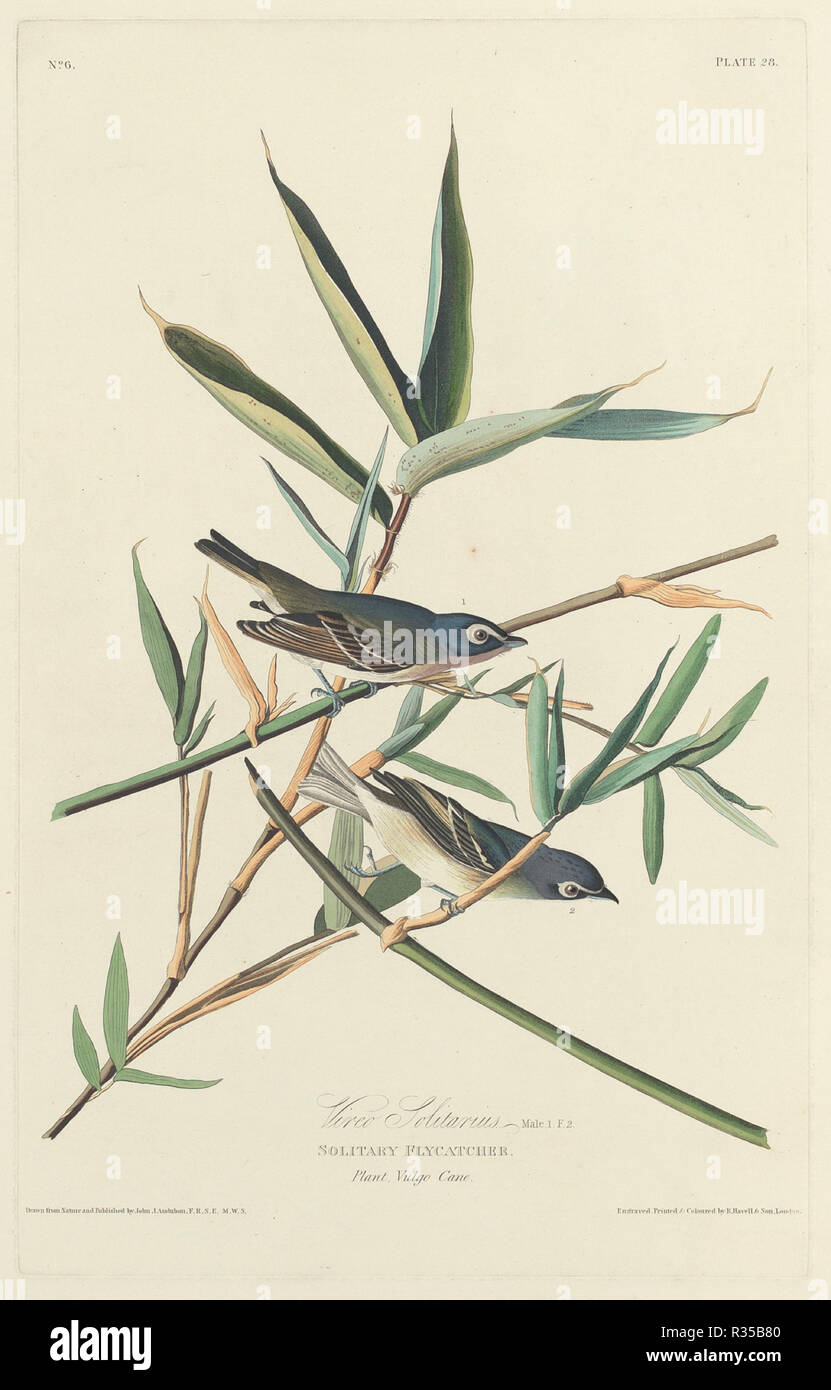 Solitary Flycatcher. Dated: 1828. Medium: hand-colored etching and aquatint on Whatman paper. Museum: National Gallery of Art, Washington DC. Author: Robert Havell after John James Audubon. Stock Photo
