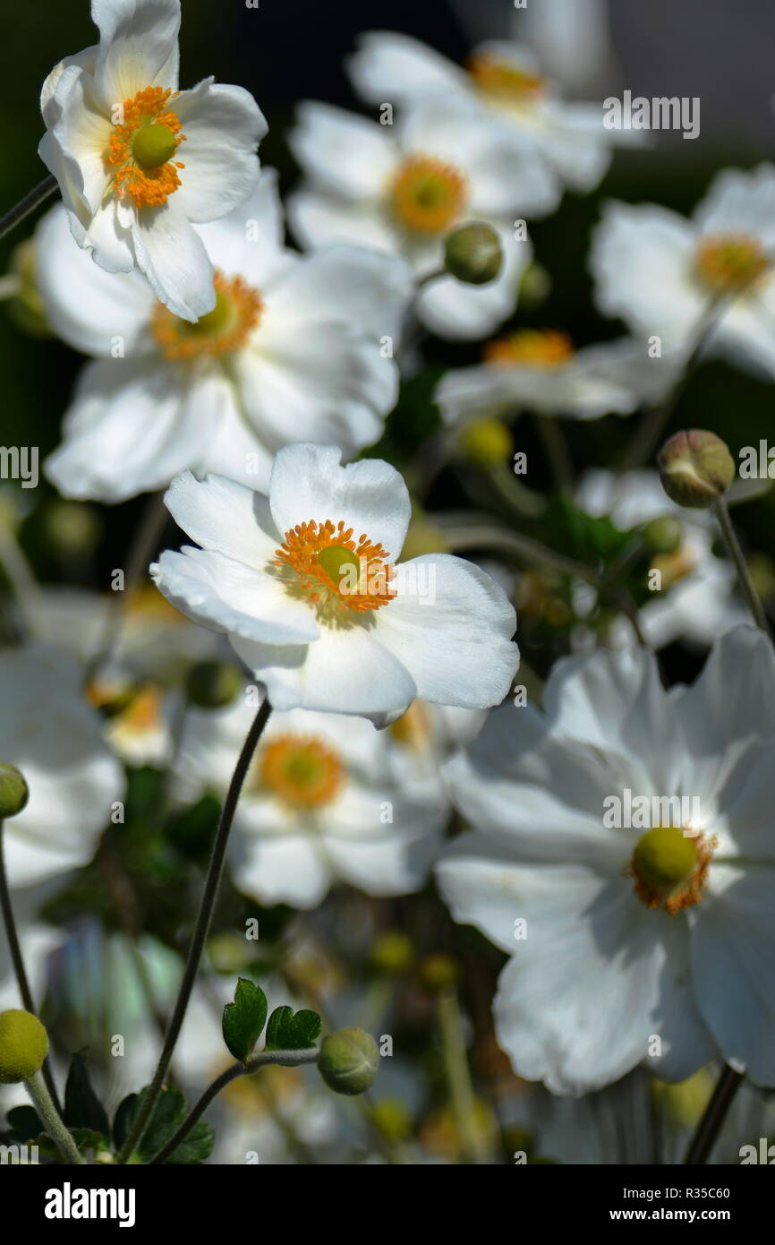 autumn anemones Stock Photo Alamy