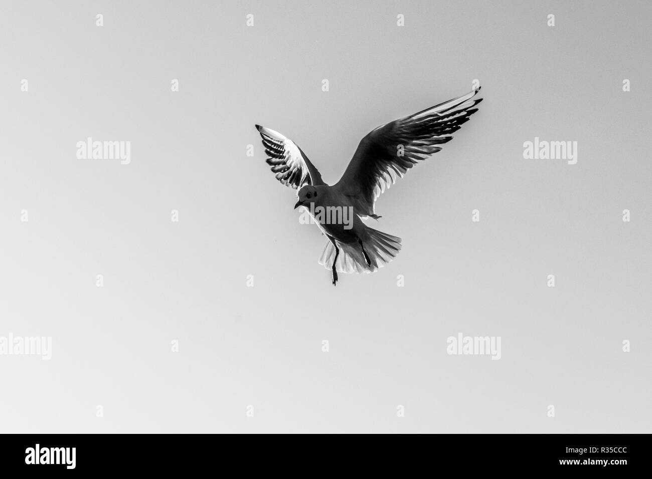 Black and white image of seagull in flight Stock Photo - Alamy