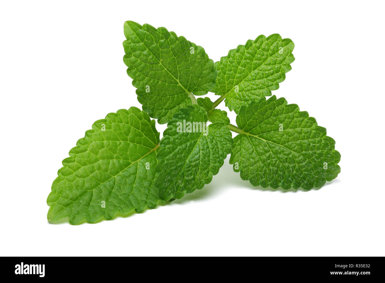 Fresh melissa leaves isolated on white background Stock Photo