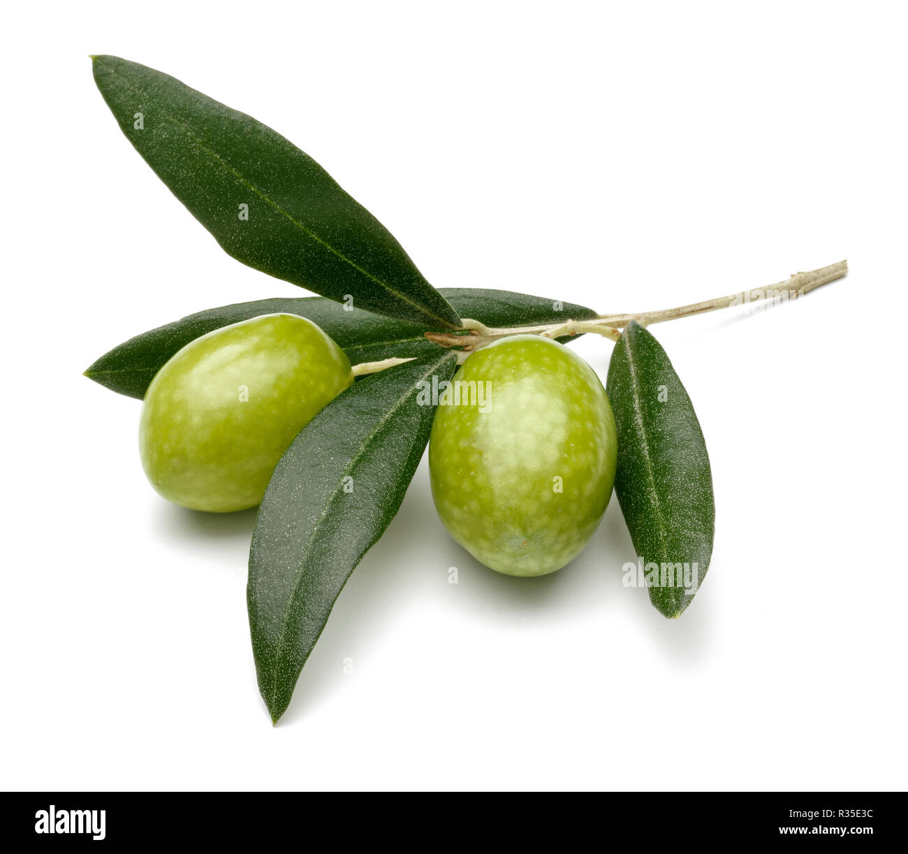 Green olive branch isolated on white background Stock Photo