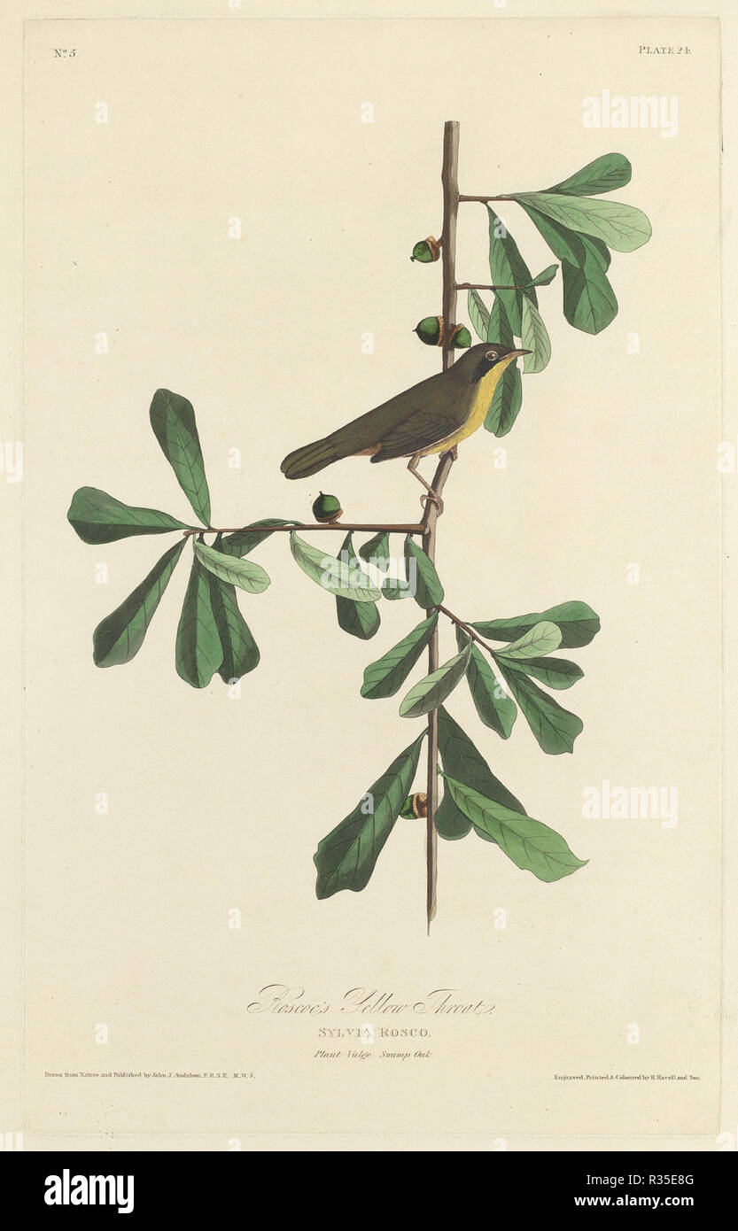 Roscoe's Yellow Throat. Dated: 1827. Medium: hand-colored etching and aquatint on Whatman paper. Museum: National Gallery of Art, Washington DC. Author: Robert Havell after John James Audubon. Stock Photo