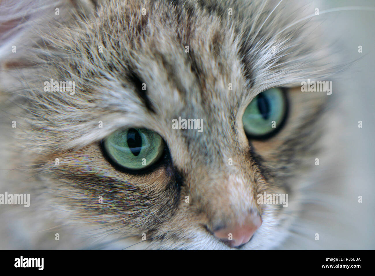 cats eyes close up detail Stock Photo Alamy