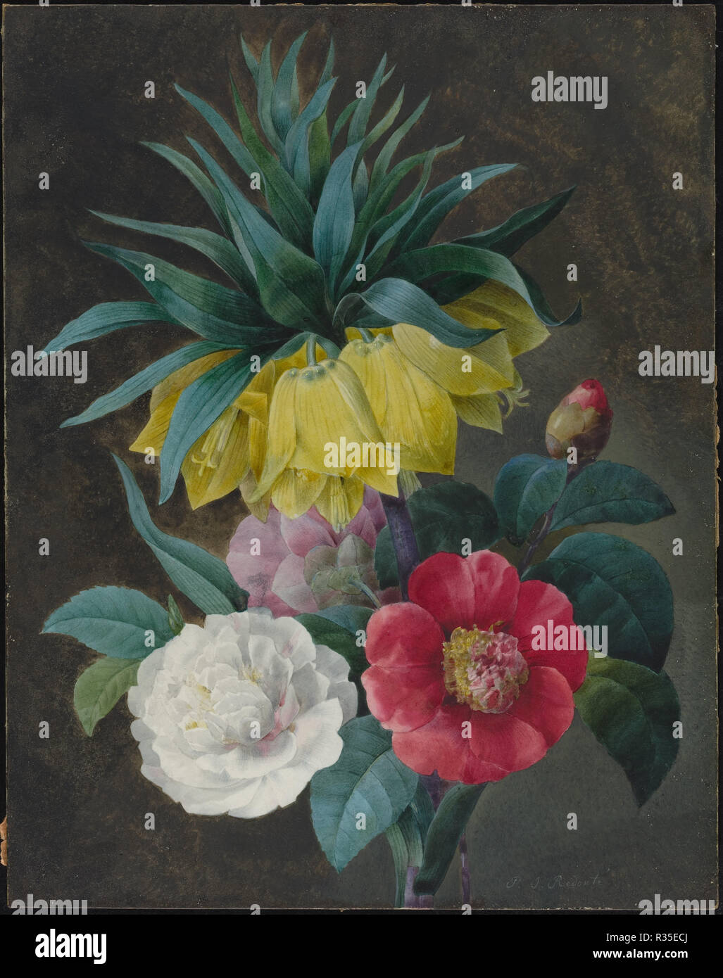 Four Peonies and a Crown Imperial. Dimensions: overall: 37.5 x 29.5 cm (14 3/4 x 11 5/8 in.). Medium: watercolor and gouache over graphite on parchment mounted on board. Museum: National Gallery of Art, Washington DC. Author: Pierre Joseph Redoute. Stock Photo