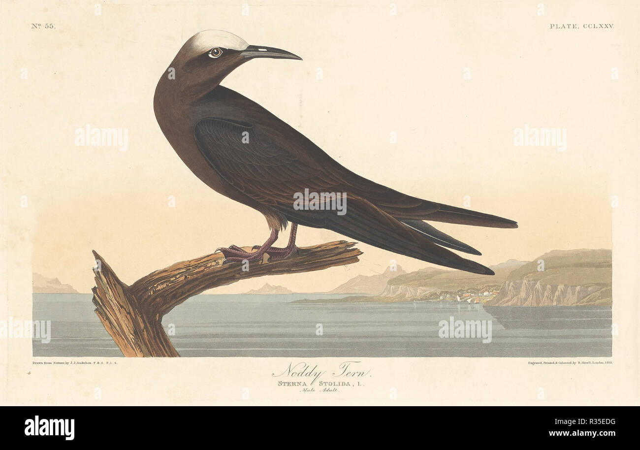 Noddy Tern. Dated: 1835. Medium: hand-colored etching and aquatint on Whatman paper. Museum: National Gallery of Art, Washington DC. Author: Robert Havell after John James Audubon. Stock Photo